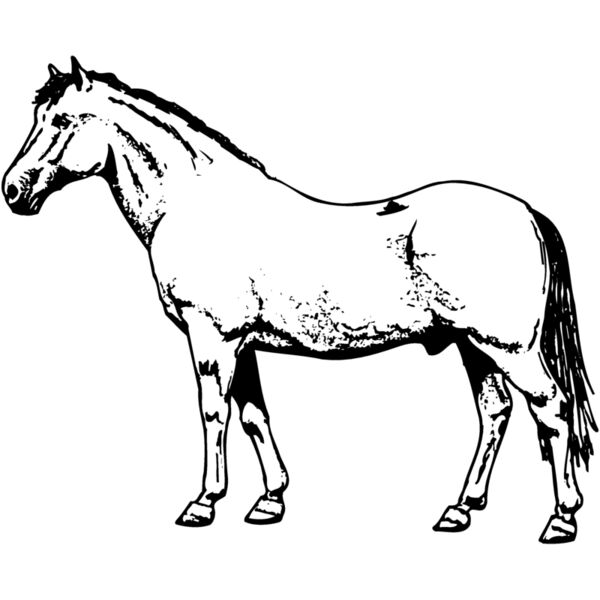 HORSE028 Thumbnail
